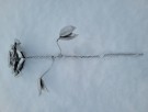 Håndlagde blomster thumbnail